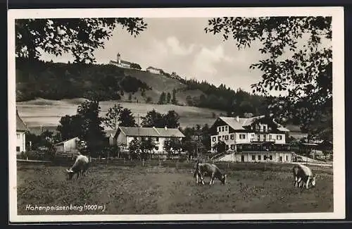 AK Hohenpeissenberg, Ortspartie mit weidenden Kühen, Im Hintergrund Kirche