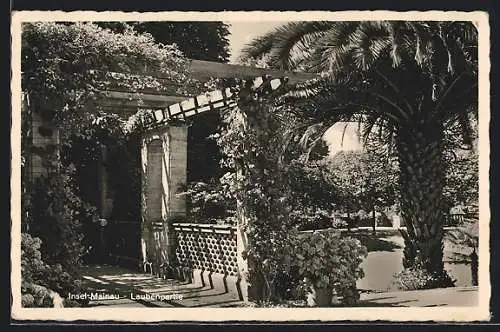 AK Insel Mainau, Laubenpartie mit Palme