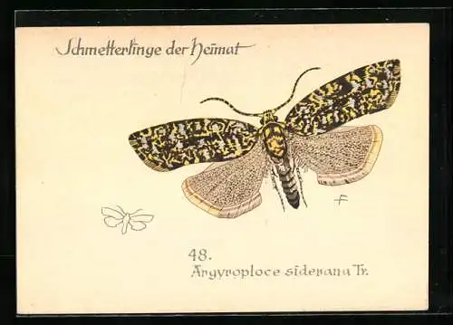 AK Argyroploce siderana Tr., Schmetterlinge der Heimat