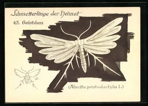 AK Geistchen, Schmetterlinge der Heimat