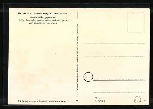 AK Belgischer Riese und Angorakaninchen