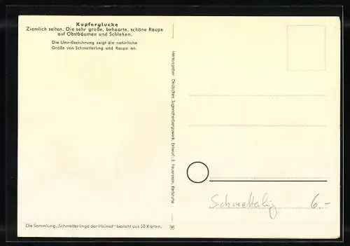 AK Schwalbenschwanz, Schmetterlinge der Heimat