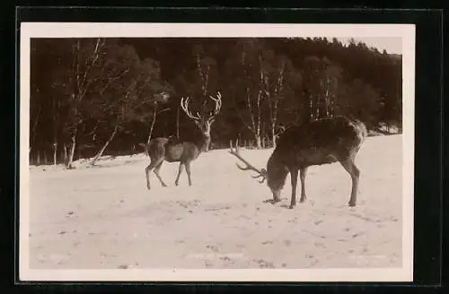 AK Zwei Hirsche am Waldrand im Schnee