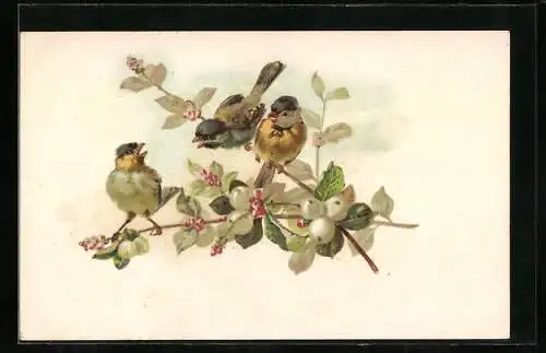 AK Vögel auf Zweig mit Beeren