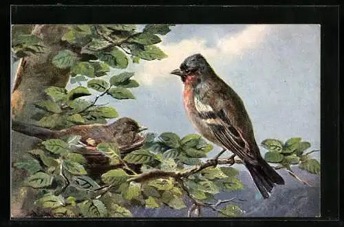 AK Vogelpaar am Nest auf einem Baum