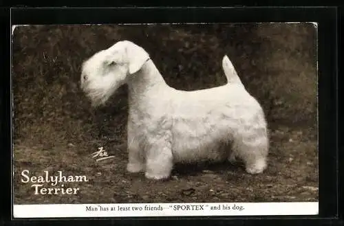 AK Terrier, Sealyham Terrier steht ganz still