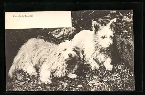 AK Poltalloch Terriers