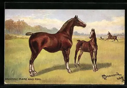AK Hackney Mare and Foal