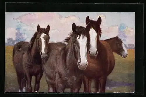AK Vier Pferde auf einer Koppel
