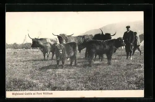 AK Highland Cattle at Fort William