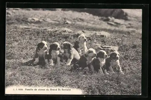 AK Famille de chiens du Grand St. Bernard