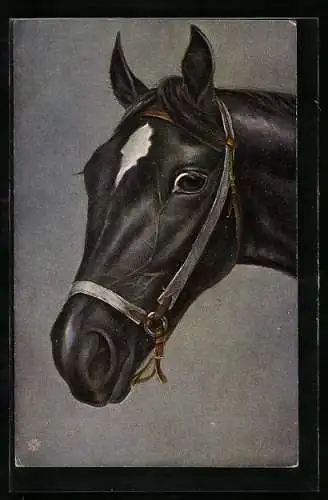 AK Kopf eines schwarzen Pferdes