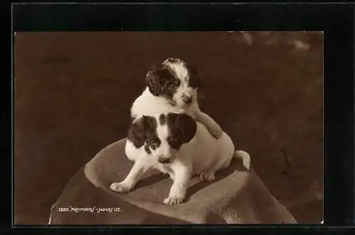 AK Zwei Hundewelpen auf einem Tischchen