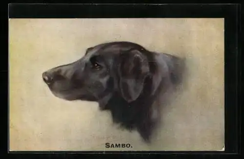 AK Schwarzer Hund, Sambo