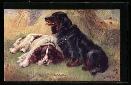 AK Zwei Spaniels an einem Kornfeld