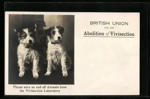 AK Zwei Terrierwelpen, British Union for the Abolition of Vivisection