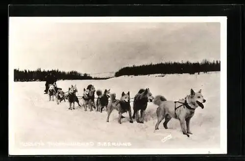 AK Hurley`s Thoroughbred Siberians