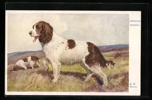 AK Zwei Springer Spaniel im Gelände