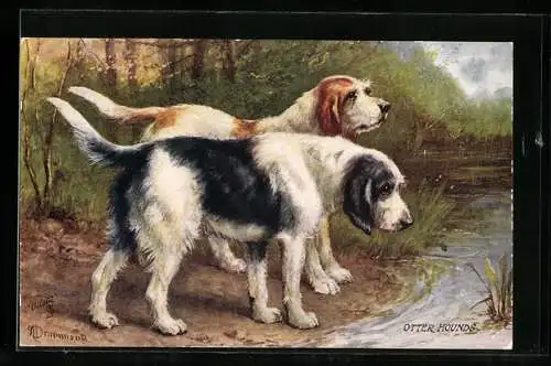 AK Otter Hounds an einem Bachlauf
