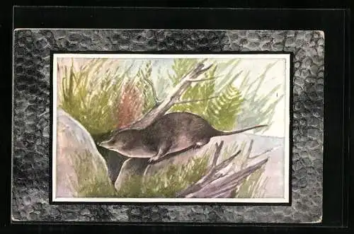 AK Otter in freier Wildbahn