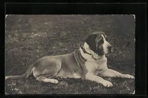 Foto-AK Dogge auf Rasen