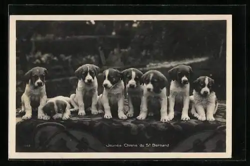 Foto-AK Bernhardiner Welpen, Jeunes Chiens de St. Bernard