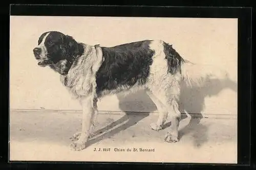 AK Bernhardiner, Chien di St. Bernard