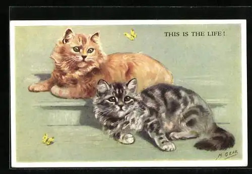 AK Zwei Katzen und gelbe Schmetterlinge