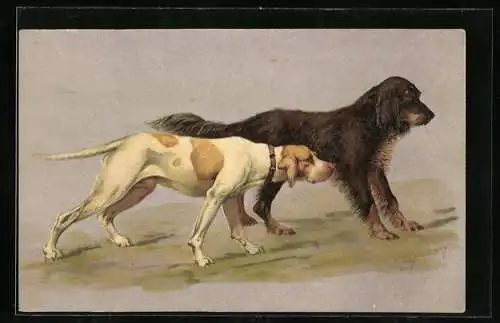 AK zwei Jagdhunde nehmen die Fährte auf
