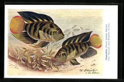 AK Serie: exotische Fische, Chanchito