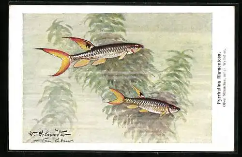 AK Pyrrhulina filamentosa, Männchen und Weibchen