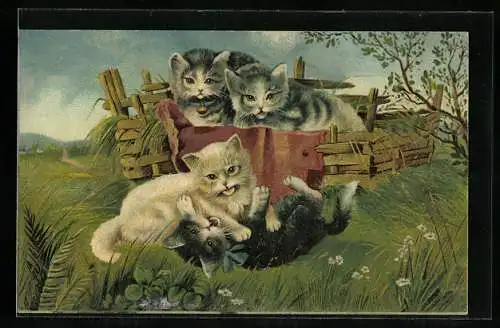 Künstler-AK Katzen beim Spielen auf dem Feld