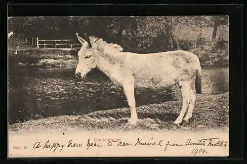 AK Contentment, Esel vor einem Fluss