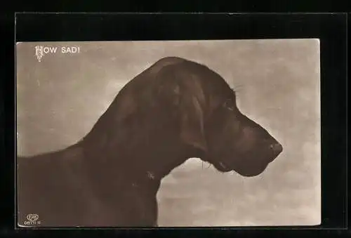 AK How Sad!, Hund mit traurigem Ausdruck