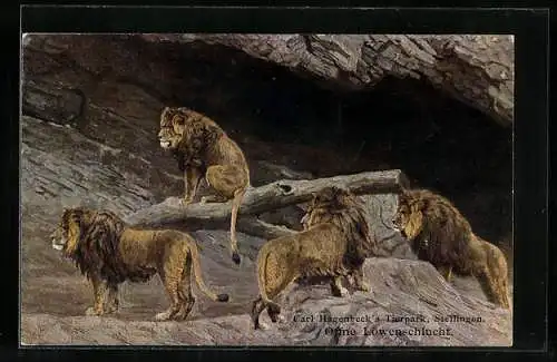 Künstler-AK Stellingen, Hagenbeck`s Tierpark, Offene Löwenschlucht