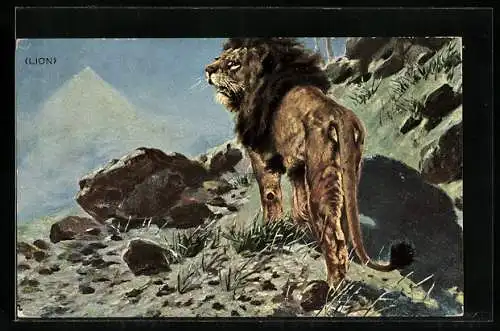 AK Männlicher Löwe am Berghang