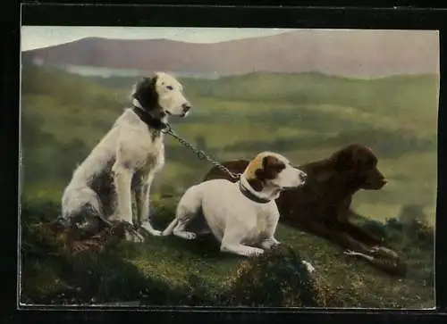 AK Zwei zusammen gekettete Hunde mit Gefährte