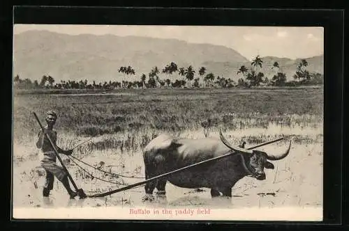 AK Buffalo in the paddy field