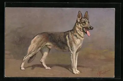Künstler-AK Schäferhund-Rüde mit aufgestellten Ohren