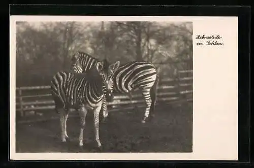 AK Halle, Zoo, Zebrastute mit Fohlen