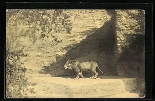 AK Nürnberg, Löwe Othello in seiner Schlucht im Zoo