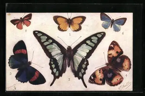 Künstler-AK Schmetterling, Terias pulchella, Papilio cloanthus, Catagramma parima, Junonia oenone, Jamides democritus