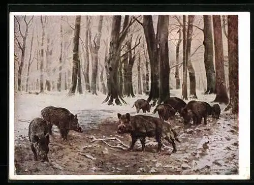 AK Deutsche Jägerschaft, Sauen an einer Harzer Hütte