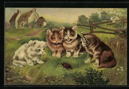 AK niedliche Katzenjunge beobachten einen Maikäfer