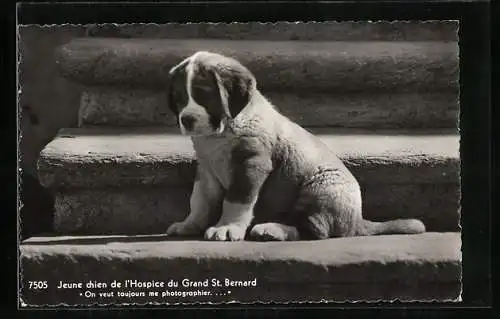 AK Bernhardiner, Jeune chien de l`Hospice du Grand St. Bernard
