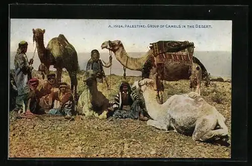 AK Palestine / Palästina, Group of Camels in the Desert, Dromedare mit Führern