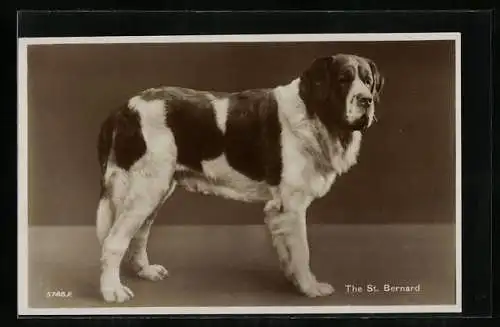 AK Bernhardiner, von der Seite gesehen