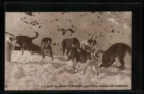 AK Grand St. Bernard, Bernhardinergruppe im Schnee