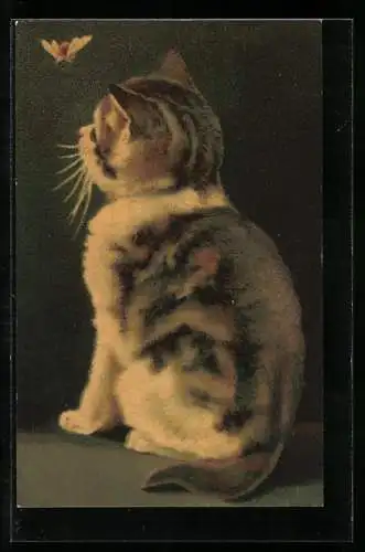 Künstler-AK Kleine Katze beobachtet eine Fliege