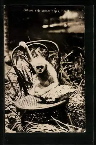 AK Gibbon auf einem Gartenstuhl